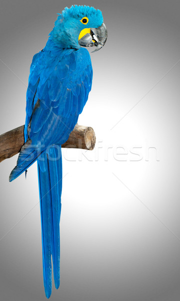 Colourful parrot bird sitting on the perch  Stock photo © Elnur