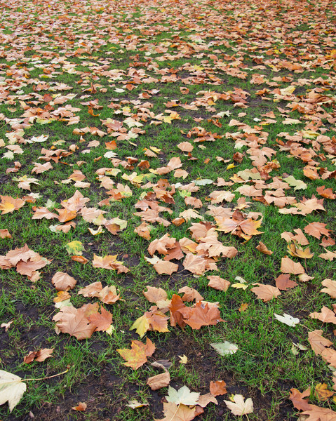 Fallen Herbstsaison Wald Frühling Gras Blatt Stock foto © Elnur