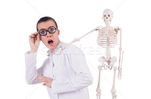Foto d'archivio: Medico · scheletro · bianco · uomo · medici · corpo