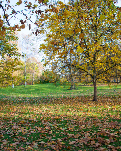 Fallen Herbstsaison Wald Frühling Gras Blatt Stock foto © Elnur