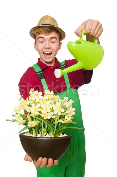 Stockfoto: Jonge · tuinman · bloempot · geïsoleerd · witte · tuin