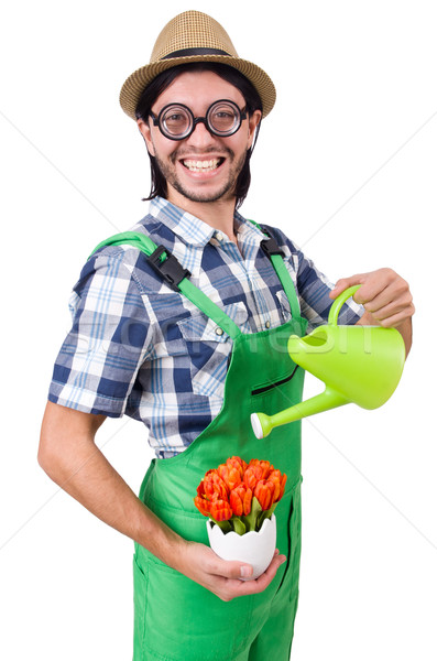 Young funny gardener with tulips and watering can isolated oin w Stock photo © Elnur