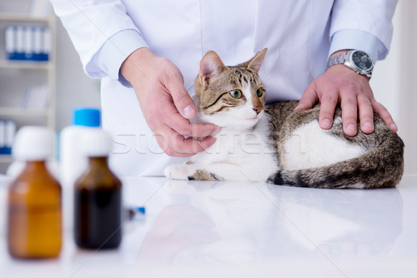 Cat visiting vet for regular check up Stock photo © Elnur