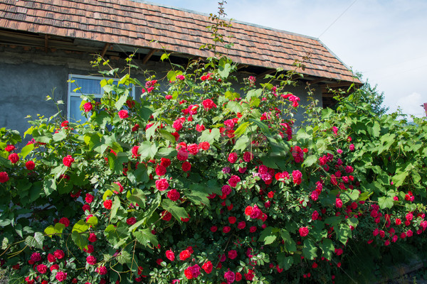 [[stock_photo]]: Bush · roses · lumineuses · été · jour · fleurs