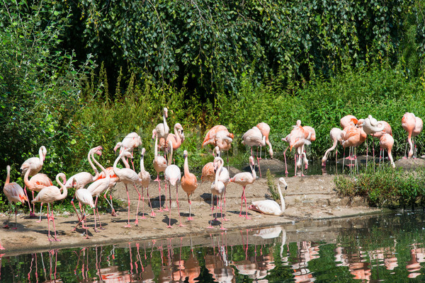 Pink lamingoes on the bright summer day Stock photo © Elnur