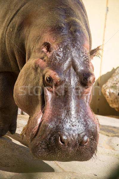 商业照片: 河马 · 光明 · 夏天 · 太阳 ·眼· 背景