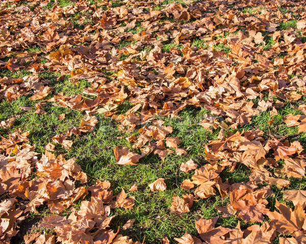 Fall autumn season in the forest Stock photo © Elnur