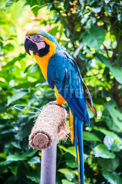 Colourful parrot bird sitting on the perch Stock photo © Elnur