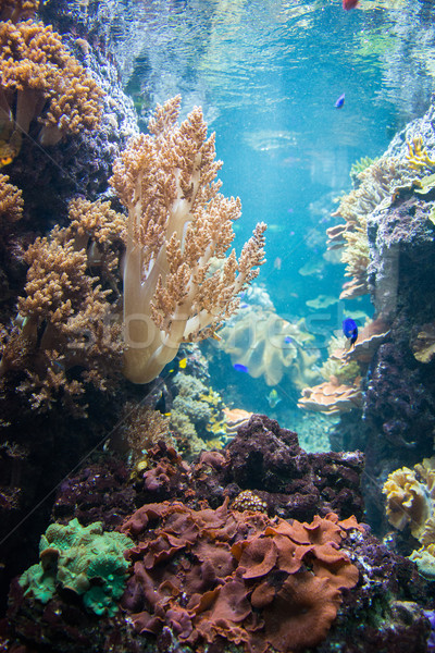 Tropical fish under the water  Stock photo © Elnur