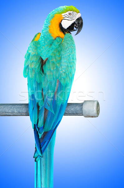 Renkli papağan kuş oturma göz arka plan Stok fotoğraf © Elnur