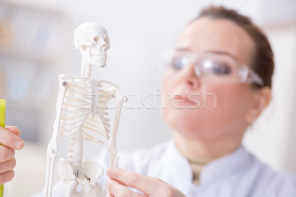 Woman doctor studying human skeleton Stock photo © Elnur