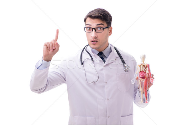 Stock photo: Yong male doctor with skeleton isolated on white