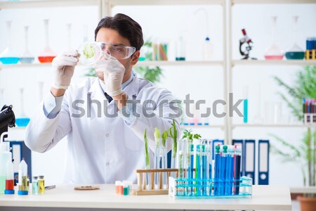 Doctor working in the lab Stock photo © Elnur