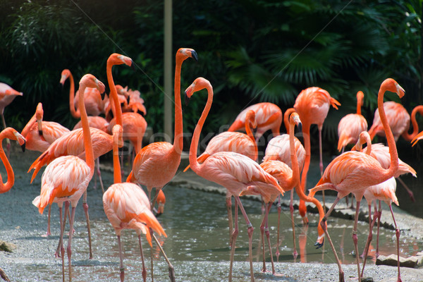 Flamingo birds in the pond Stock photo © Elnur
