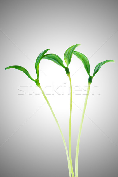 Green seedlings isolated on the white Stock photo © Elnur