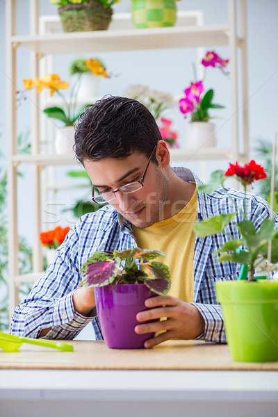 Young man florist working in a flower shop Stock photo © Elnur
