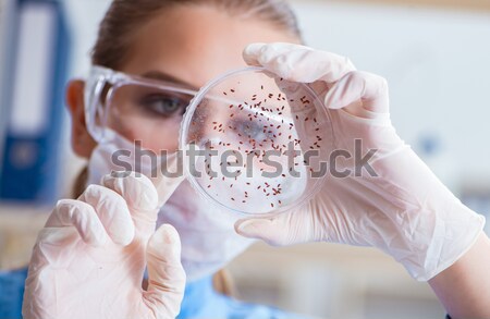 Doctor de sexo masculino de trabajo laboratorio virus vacuna médico Foto stock © Elnur