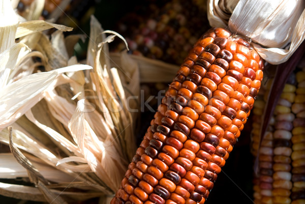 Stockfoto: Indian · mais · oren · kleurrijk · boerderij