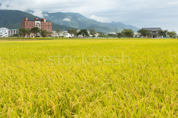 Golden rural scenery Stock photo © elwynn