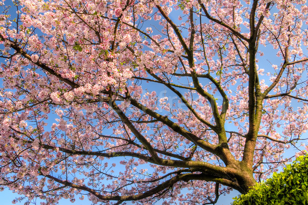 Sakura fiori albero rosa cielo blu sole Foto d'archivio © elwynn