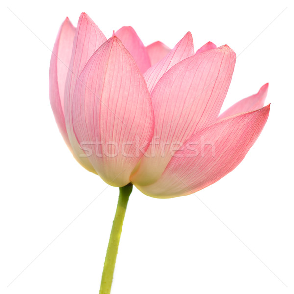 Lotus izolat alb floare lumina Imagine de stoc © elwynn