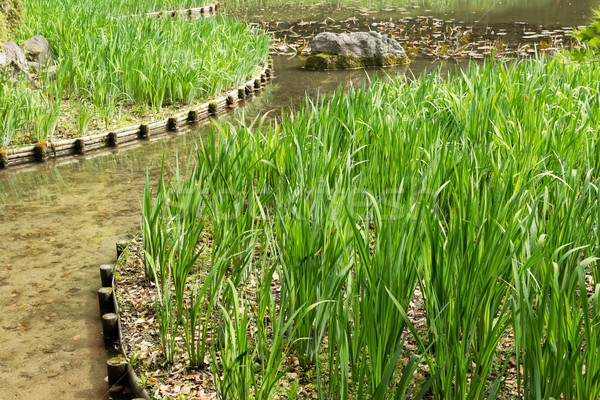 Grünen Gras Gartenarbeit Stein Teich Schrein Stock foto © elwynn