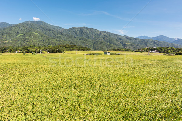 paddy farm Stock photo © elwynn