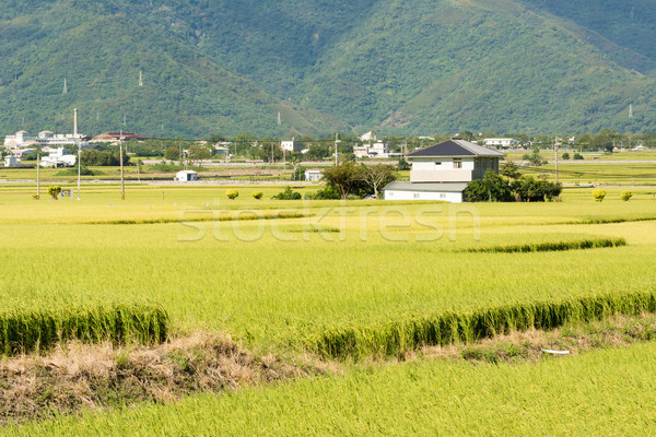 Idyllique rural paysages jaune domaine Taiwan [[stock_photo]] © elwynn