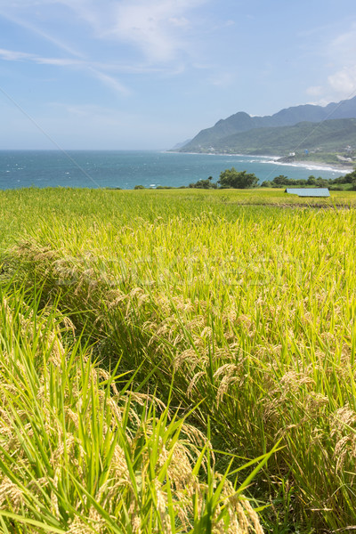 Paddy terrace farm near the sea Stock photo © elwynn