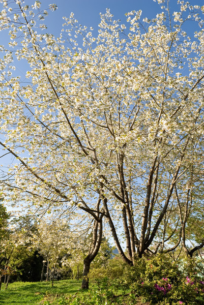 Sakura fiori bianchi albero cielo blu scenico Foto d'archivio © elwynn