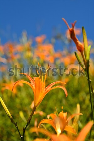 Stock photo: Tiger lily(Daylily) flower