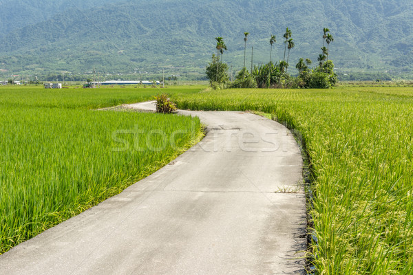 road across the paddy farm Stock photo © elwynn