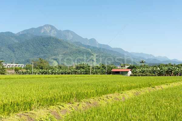 Rural scenery Stock photo © elwynn