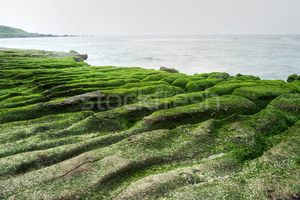滨    海草    石    海滩 / beautiful green coast with seaweed
