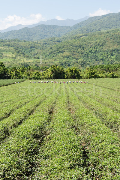 Rural scenery of tea farm Stock photo © elwynn