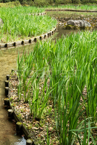 Grünen Gras Gartenarbeit Stein Teich Schrein Stock foto © elwynn