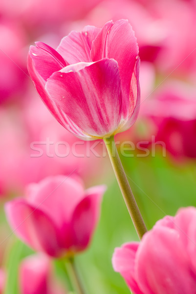 Zdjęcia stock: Tulipan · różowy · ogród · kolor · zielona · trawa · liści