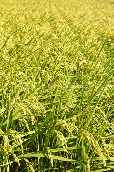 Golden paddy rice farm Stock photo © elwynn
