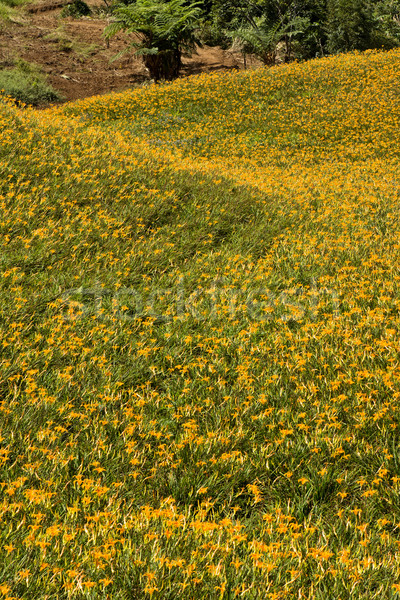Field of tiger lily Stock photo © elwynn