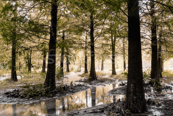 Forest scenery Stock photo © elwynn