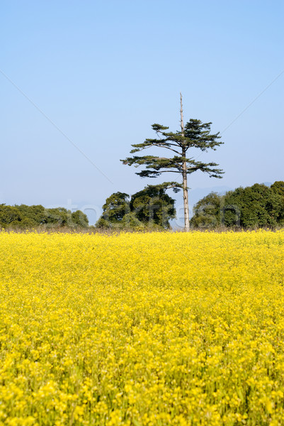Jaune viol fleurs ferme arbre vert ciel bleu Photo stock © elwynn
