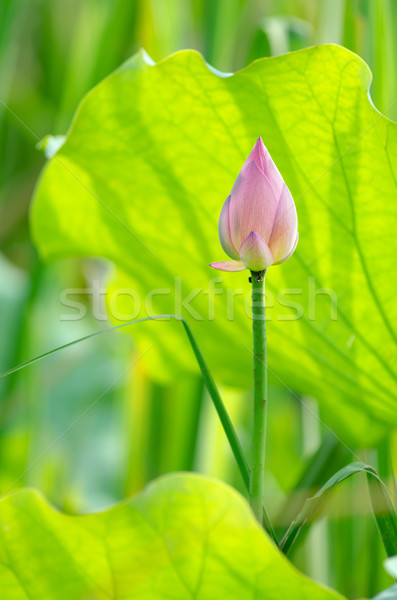 Stock photo: Lotus flower