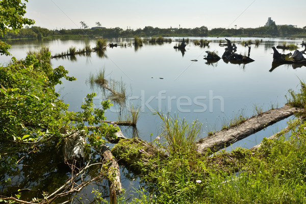 Сток-фото: озеро · пейзаж · старые · пруд · выстрел · лесное · хозяйство