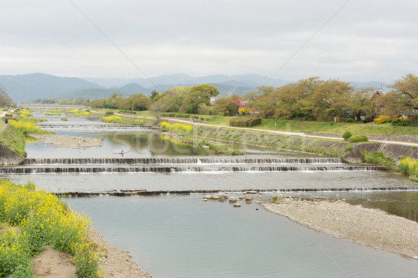 Landschap gele bloemen kyoto bloem boom landschap Stockfoto © elwynn