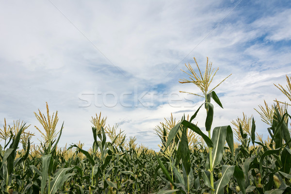 corn maize farm Stock photo © elwynn