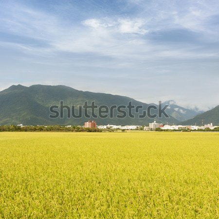 golden paddy rice farm Stock photo © elwynn