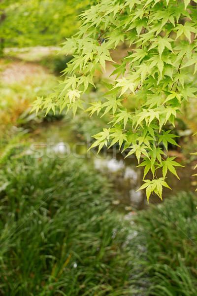 green maple Stock photo © elwynn