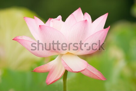 Lotus çiçekler bahçe güneş ışığı çiçek soyut Stok fotoğraf © elwynn