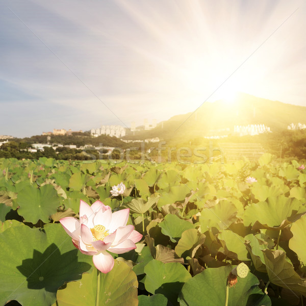 Lotus flowers Stock photo © elwynn