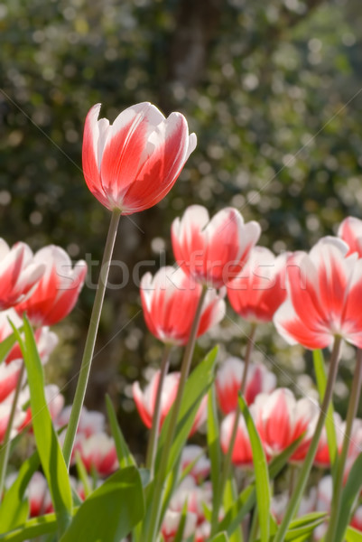 Tulips Stock photo © elwynn